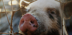 Preview_pig_2