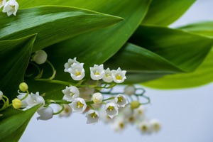Preview_lily-of-the-valley-5136175_1280