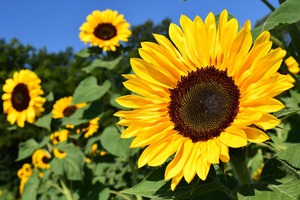 Preview_sunflower-1627193_1280