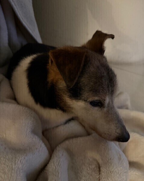 Preview_2026-03-04_bild_pitchu