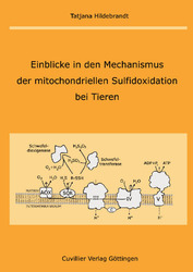 Einblicke in den Mechanismus der mitochondriellen Sulfidoxidation bei Tieren