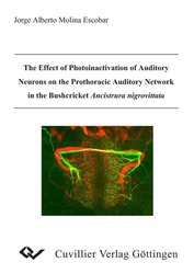 The Effect of Photoinactivation of Auditory Neurons on the Prothoracic Auditory Network in the Bushcricket Ancistrura nigrovittata