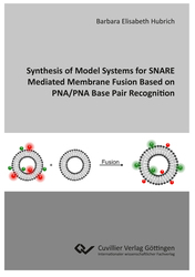 Synthesis of Model Systems for SNARE Mediated Membrane Fusion Based on PNA/PNA Base Pair Recognition